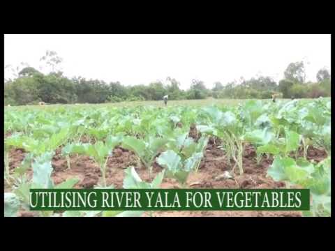 Kale farming in kakamega along RIVER YALA Farmers check kts tv kenya