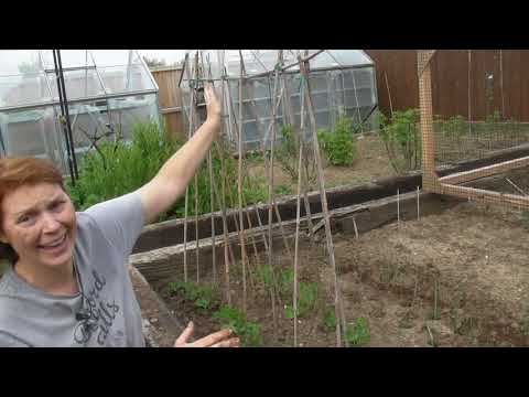 Planting out Sugar Snap Peas - Part 499 - Claire's Allotment