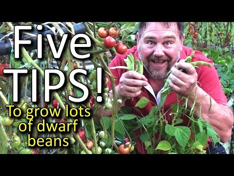 5 Top Tips How to Grow a Ton of Dwarf Beans in a Small Raised Garden Bed or Container