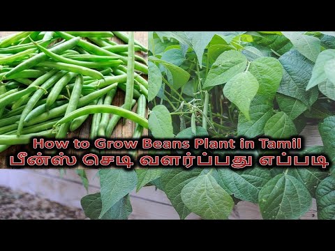 How to Grow Beans Plant in Tamil | ?????? ???? ????????? ?????? |