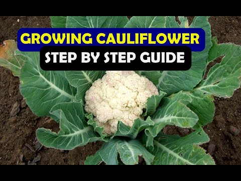 How To Grow Cauliflower From Seed At Home (A Complete Step by Step Guide)
