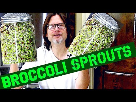 How To Grow Broccoli Sprouts At Home - SUPER EASY!