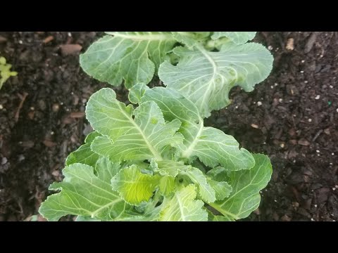 How to Grow Collards from Collards