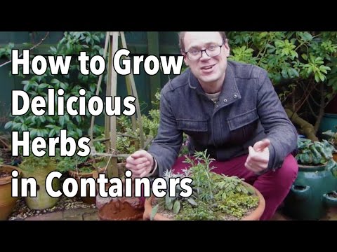 How to Grow Delicious Herbs in Containers