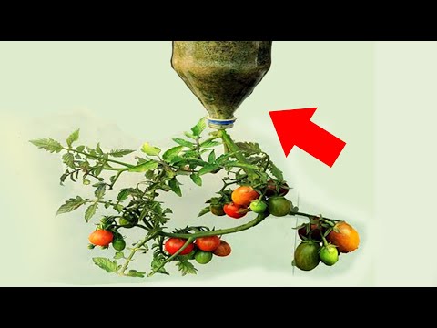 Grow Tomato Vertically