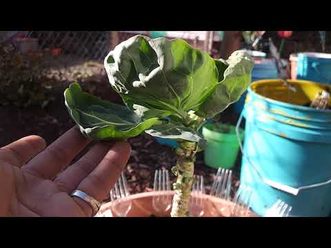 How to grow Brussel Sprouts in a container!