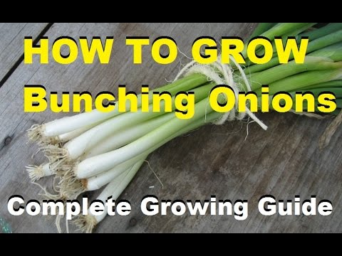 How To Grow Bunching Onions - Complete Growing Guide