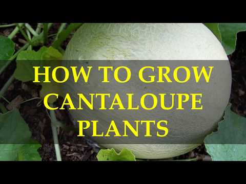 HOW TO GROW  CANTALOUPE PLANTS