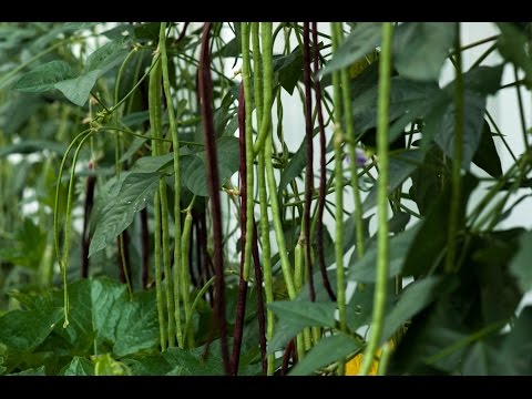 How to grow long bean super productive (????)