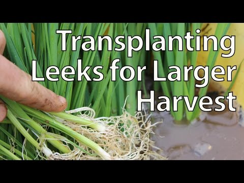 Transplanting Leeks for Maximum Yields