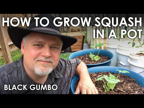 How to Grow Squash in Containers || Black Gumbo