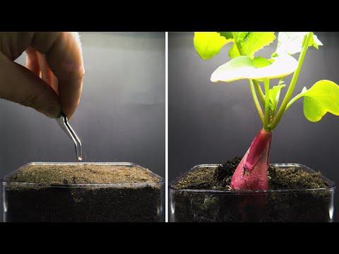 Growing Radish Time Lapse - Seed To Bulb in 20 Days