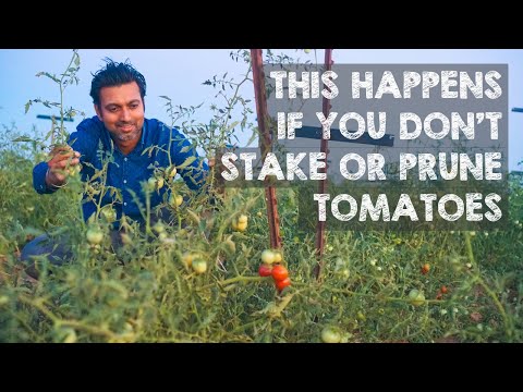 If You Don't Stake or Prune Tomatoes, THIS HAPPENS