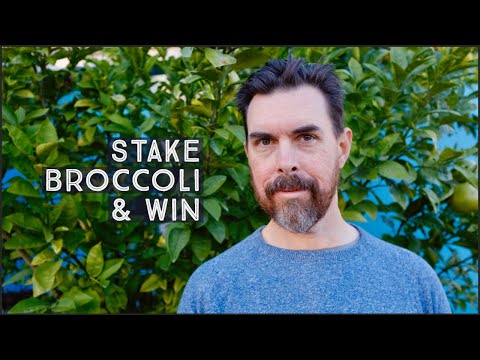 HOW TO STAKE BROCCOLI PLANTS | BEST FOR RAISED GARDEN BEDS