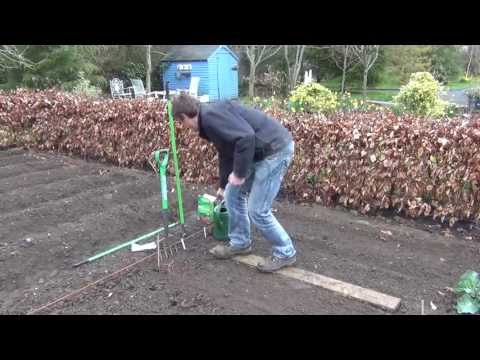 How to Sow Turnip Seeds