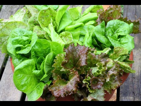 Tips For Growing Lettuce In Containers-For Beginners-Gardening Basics