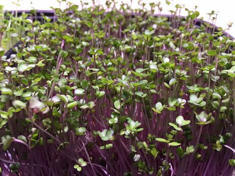 Growing Microgreeens - Purple Kohlrabi