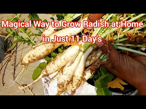 How to Grow Radish at Home within 11 days.Hrow Radish in pots