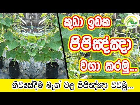 ???? ?? ???????? ??? ???? /How to Grow Cucumber in Bags