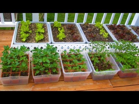 How to start a Container Garden from Seed Easy! STEP by STEP grow vegetables plant organic