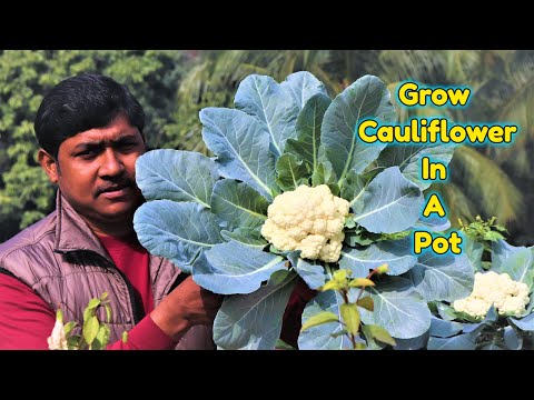 How to Grow Cauliflower In pot || Harvesting Cauliflower || Complete Growing Guide Cauliflower