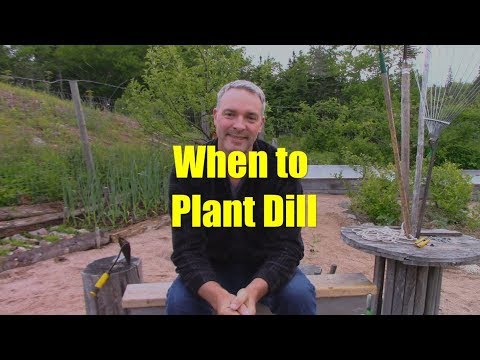 When to Plant Dill, and a Few Points About Pickles