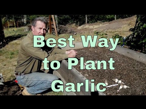 Gardening Basics - How to Plant Garlic