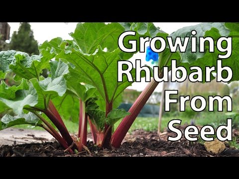 How to Grow Rhubarb from Seed for Productive Plants