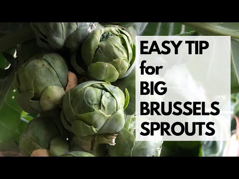 EASY TIP for BIG BRUSSELS SPROUTS - Do this NOW for BIG BRUSSELS SPROUTS