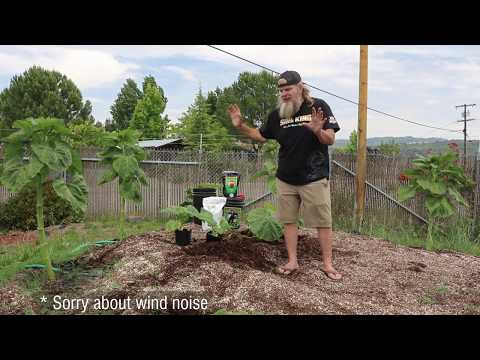 How To Grow Giant Pumpkins!