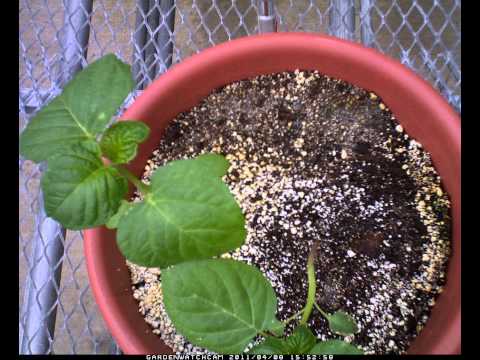 Tomatillo Growth