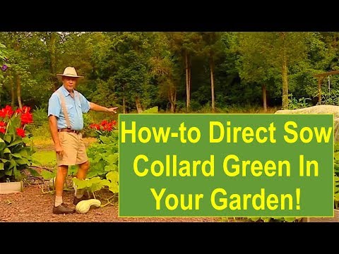 Basic Gardening Tips: How-to Direct Sow Collard Greens in Your Garden!