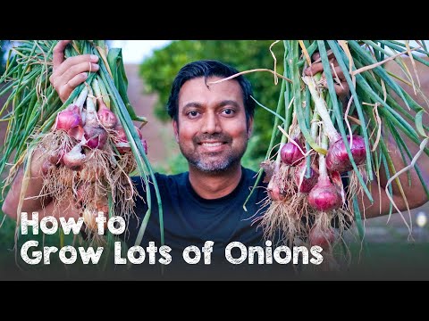 How to Grow a Ton of Onions | Plant & Grow Start to Finish