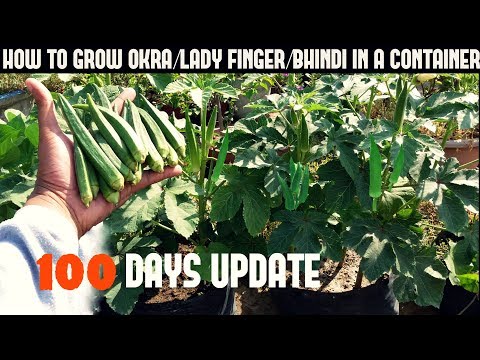 How To Grow Okra/Lady Finger/Bhindi in Pot (With 100 Days Update)