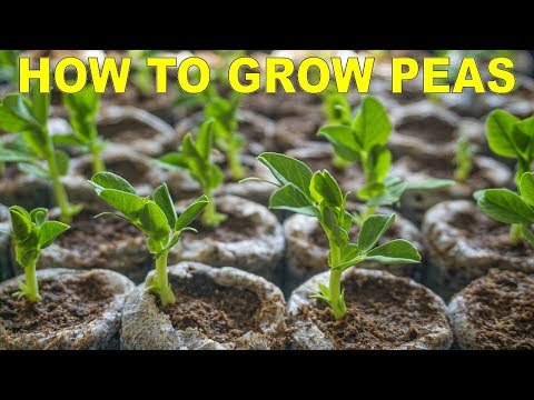Tips For Growing Peas In The Fall // Increase Seed Germination Rates