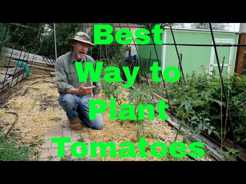 How to Plant Tomatoes for the Best Harvest