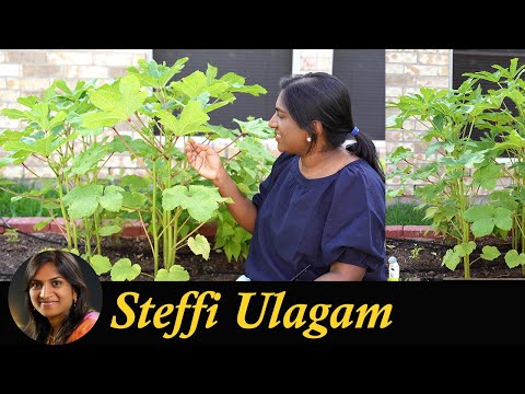 ???????????? ???????? ??? | How to grow Okra in Tamil | Lady's finger growing, harvesting & cooking