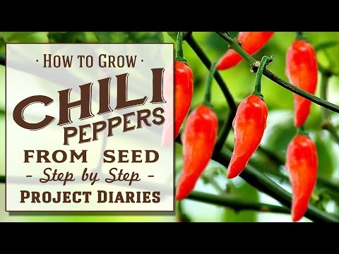 ? How to: Grow Chili Peppers from Seed (A Complete Step by Step Guide)