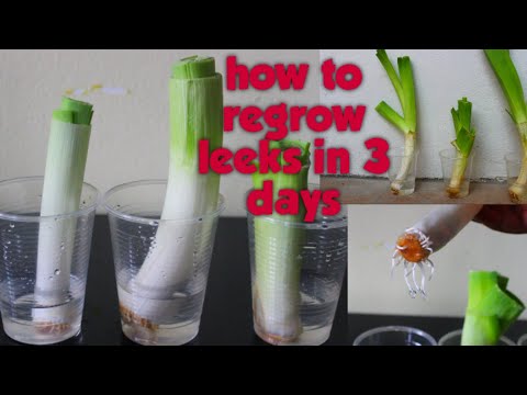 How to regrow leeks in water - How to grow a new leek from a leek 2021