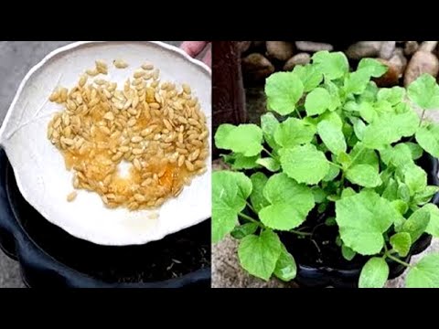 How to Grow Melon (Cantaloupe) from Seeds of Fresh Fruit to Seedlings