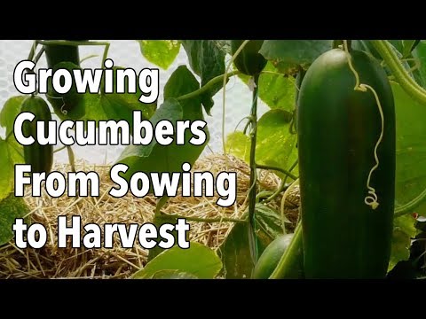 Growing Cucumbers From Sowing to Harvest