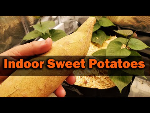 How To Grow Sweet Potatoes Indoors