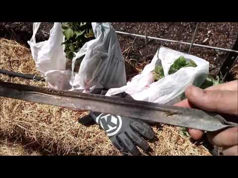 Plant Seedlings in Bales with a Metal Tent Stake