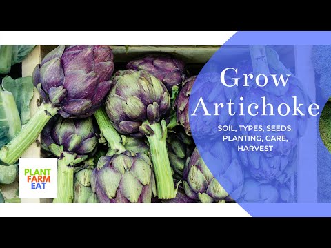 How to grow artichokes from seeds to harvest
