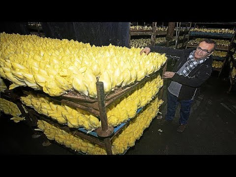 Strange Vegetable grown in the dark - Belgian Endive Cultivation - Golden Chicory Farm and Harvest