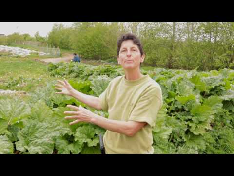 How to grow Rhubard / Planting and Growing Rhubarb / Growing Rhubarb / Growing food / Permaculture