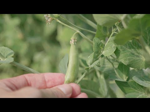 Growing Peas