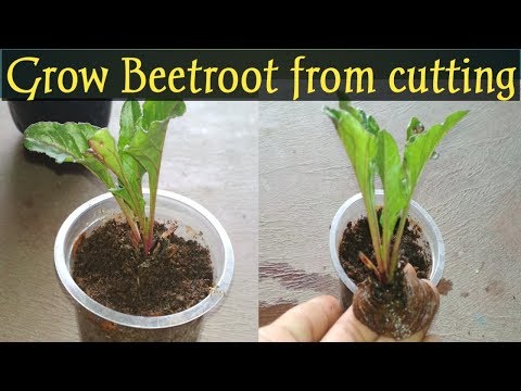 How to grow Beetroot from cutting