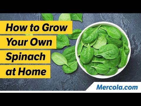 How to Grow Your Own Spinach at Home