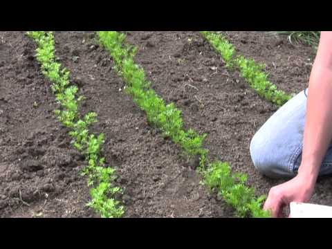 How to Grow and Sow Carrots from Seed - Gurney's Video